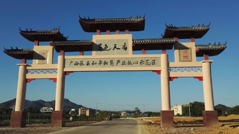 500棵起批包邮无渣粉葛待育芽种苗桂葛一号春播种