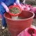 500棵起批包邮无渣粉葛待育芽种苗桂葛一号春播种