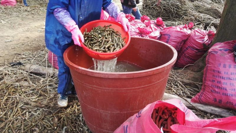 500棵起批包邮无渣粉葛待育芽种苗桂葛一号春播种