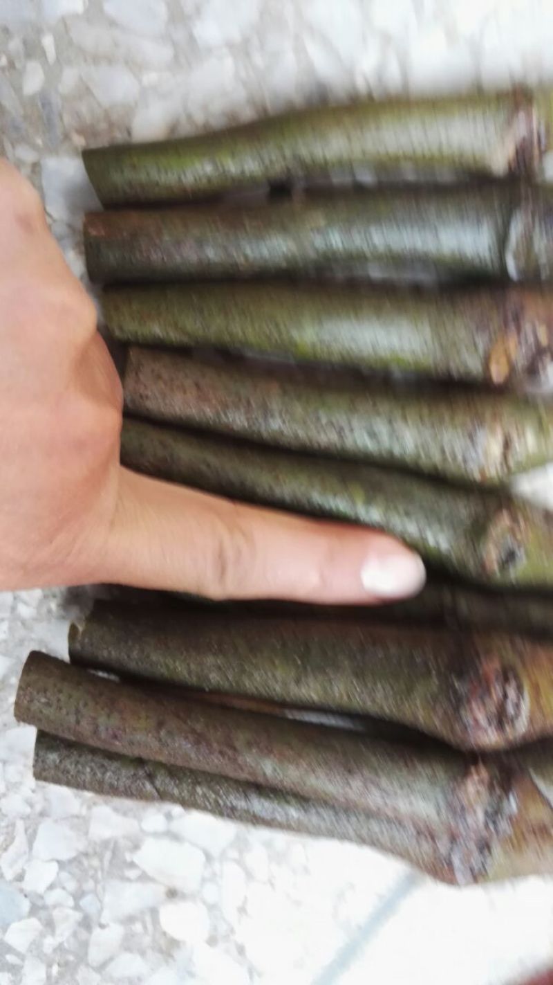 500棵起批包邮无渣粉葛待育芽种苗桂葛一号春播种