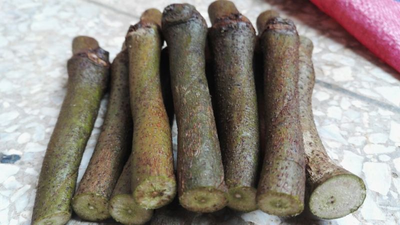 500棵起批包邮无渣粉葛待育芽种苗桂葛一号春播种
