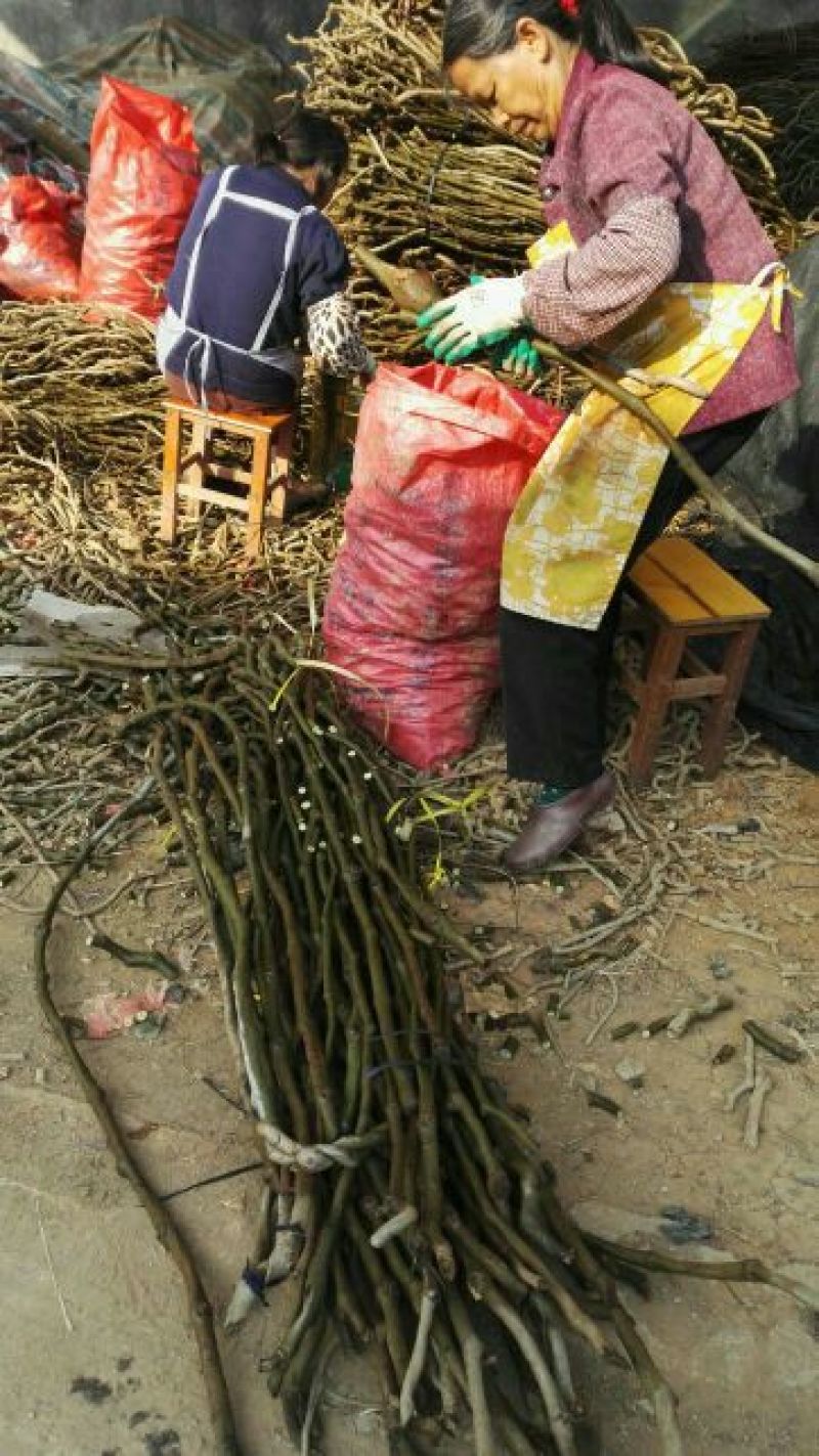 500棵起批包邮无渣粉葛待育芽种苗桂葛一号春播种