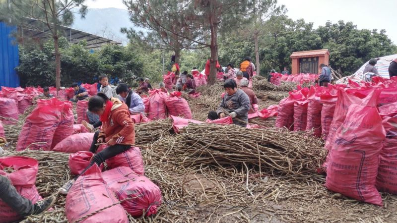 500棵起批包邮无渣粉葛待育芽种苗桂葛一号春播种