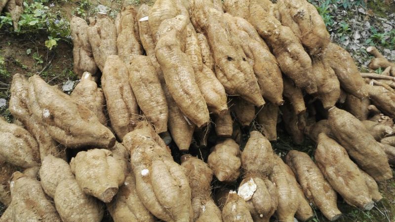 500棵起批包邮无渣粉葛待育芽种苗桂葛一号春播种
