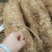 500棵起批包邮无渣粉葛待育芽种苗桂葛一号春播种