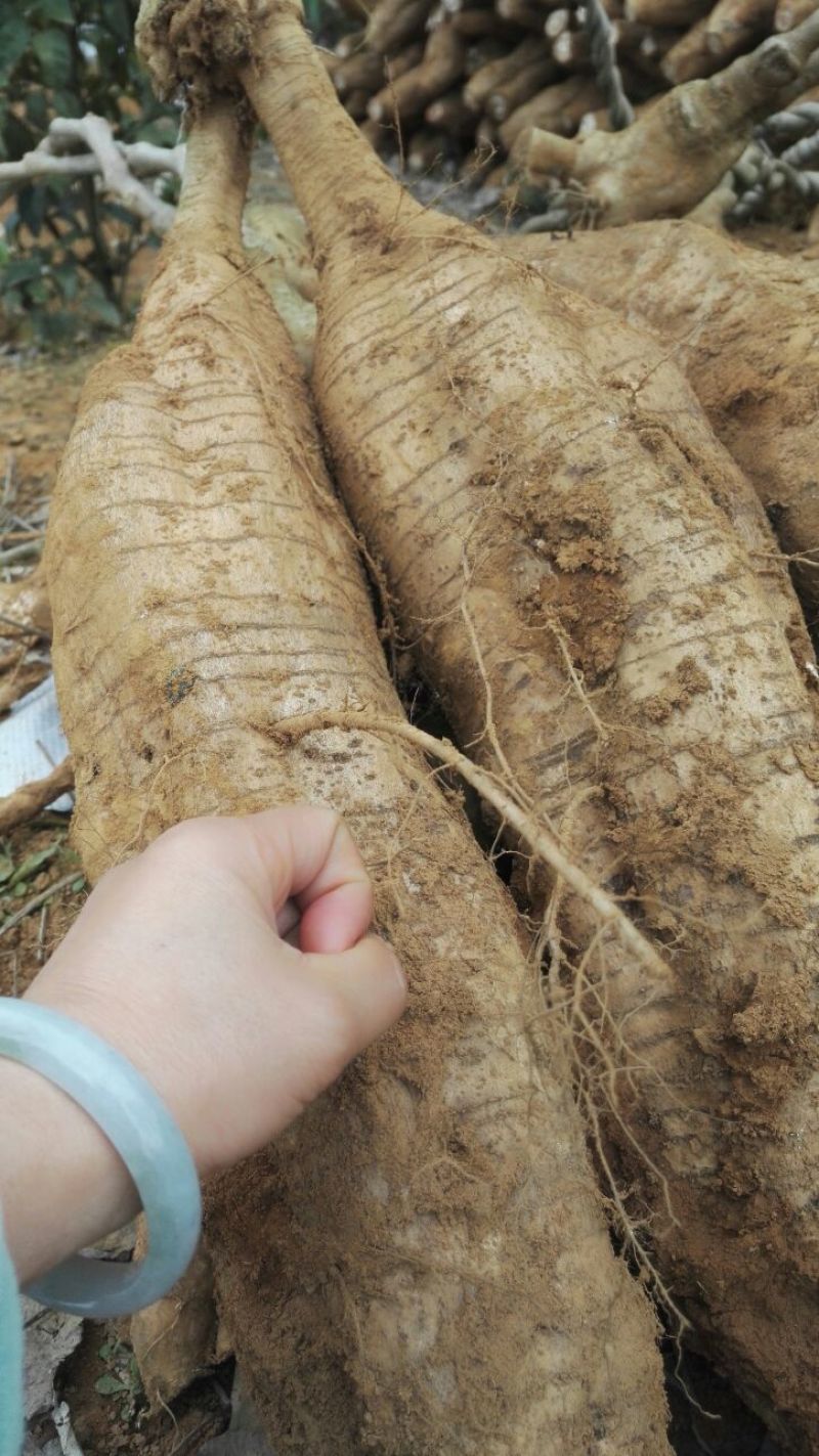 500棵起批包邮无渣粉葛待育芽种苗桂葛一号春播种
