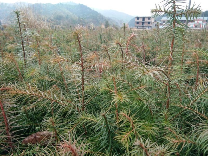 杉木小苗30cm