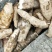 葛根0.5~1斤食用加工，本公司大量收购供应各种规格