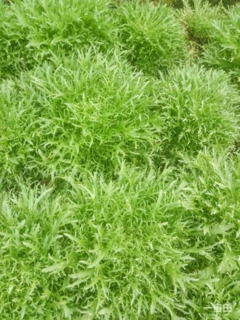 苦菊10~12cm