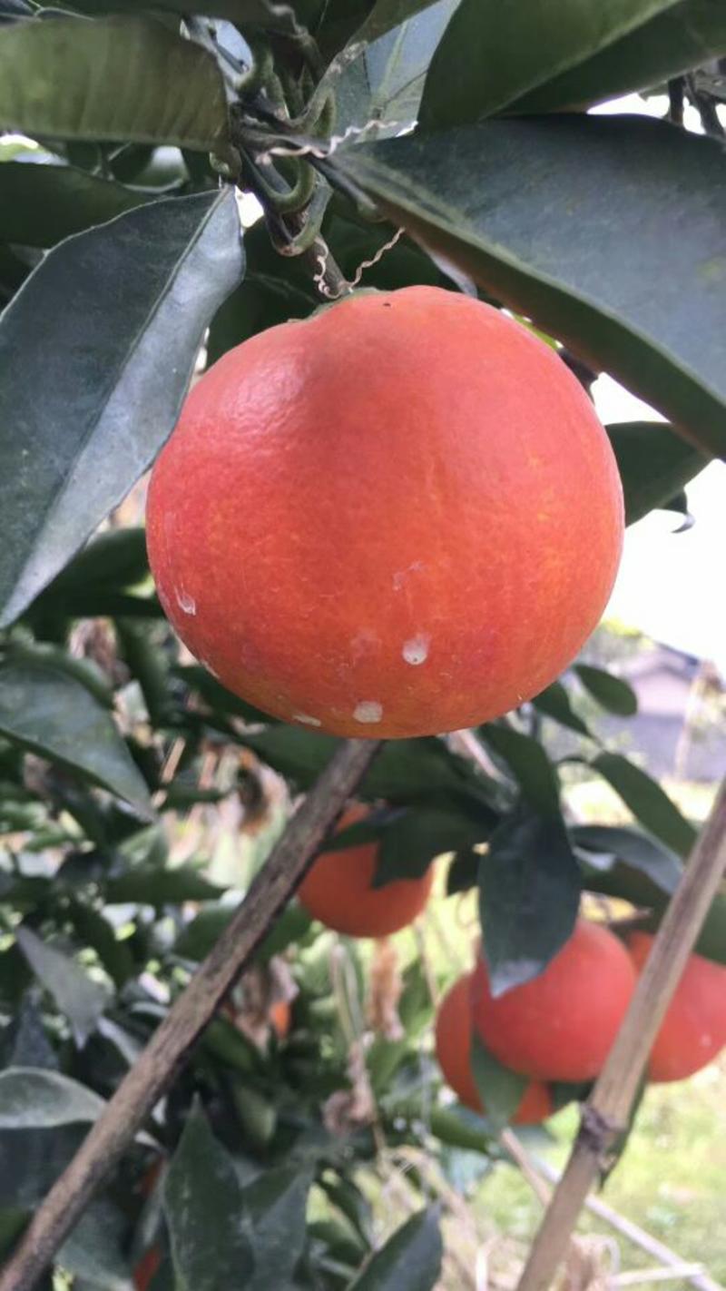 塔罗科血橙，量大从优，品质保障，欢迎咨询可以视频看货