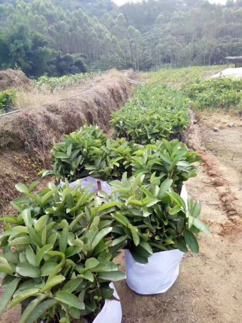 台湾红心番石榴苗30cm以下