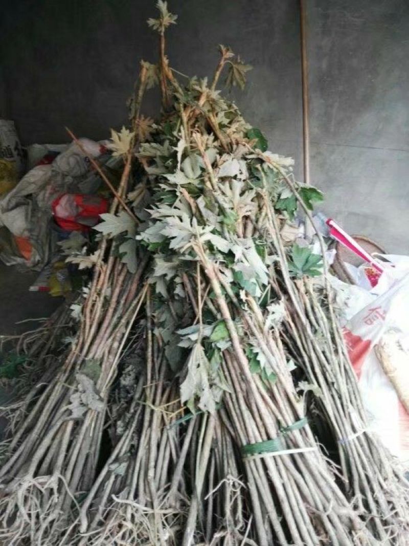 通草