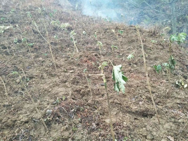 通草