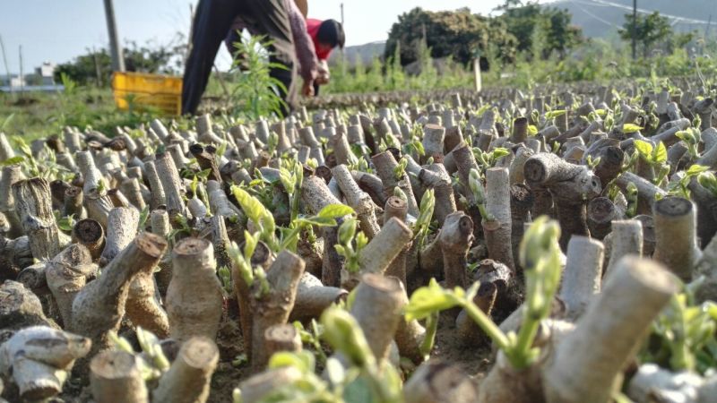 带芽无渣粉葛苗包邮正宗无渣粉葛带芽种苗葛根苗春播种子