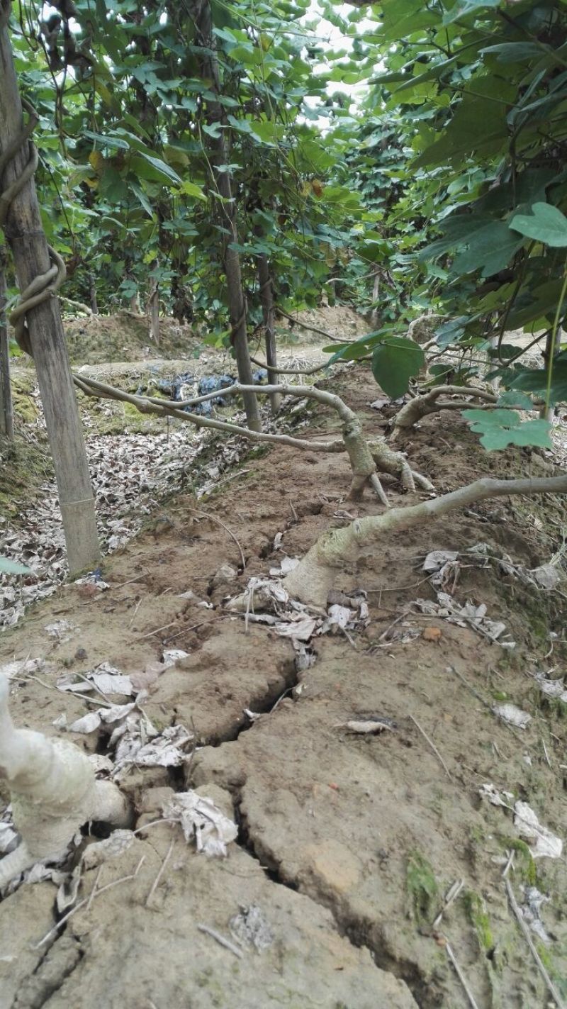 带芽无渣粉葛苗包邮正宗无渣粉葛带芽种苗葛根苗春播种子