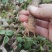 带芽无渣粉葛苗包邮正宗无渣粉葛带芽种苗葛根苗春播种子