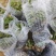 带芽无渣粉葛苗包邮正宗无渣粉葛带芽种苗葛根苗春播种子