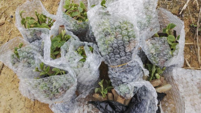 带芽无渣粉葛苗包邮正宗无渣粉葛带芽种苗葛根苗春播种子