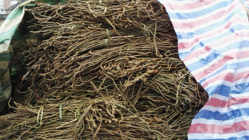 零售25元99棵包邮无渣粉葛待育芽枝条葛根种苗桂葛一号