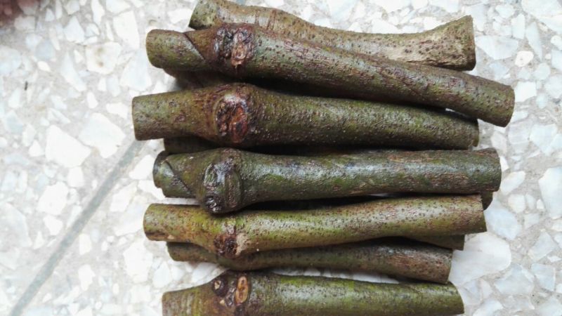 零售25元99棵包邮无渣粉葛待育芽枝条葛根种苗桂葛一号