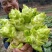 早熟儿菜四川儿菜无斑点色嫩绿质量很好量大从优