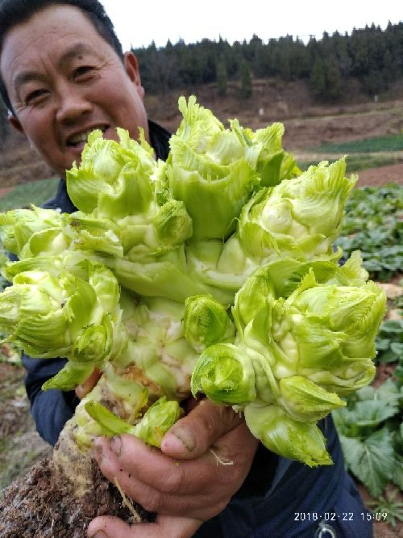 早熟儿菜四川儿菜无斑点色嫩绿质量很好量大从优