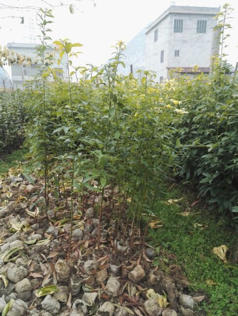 金丝楠木80~100cm