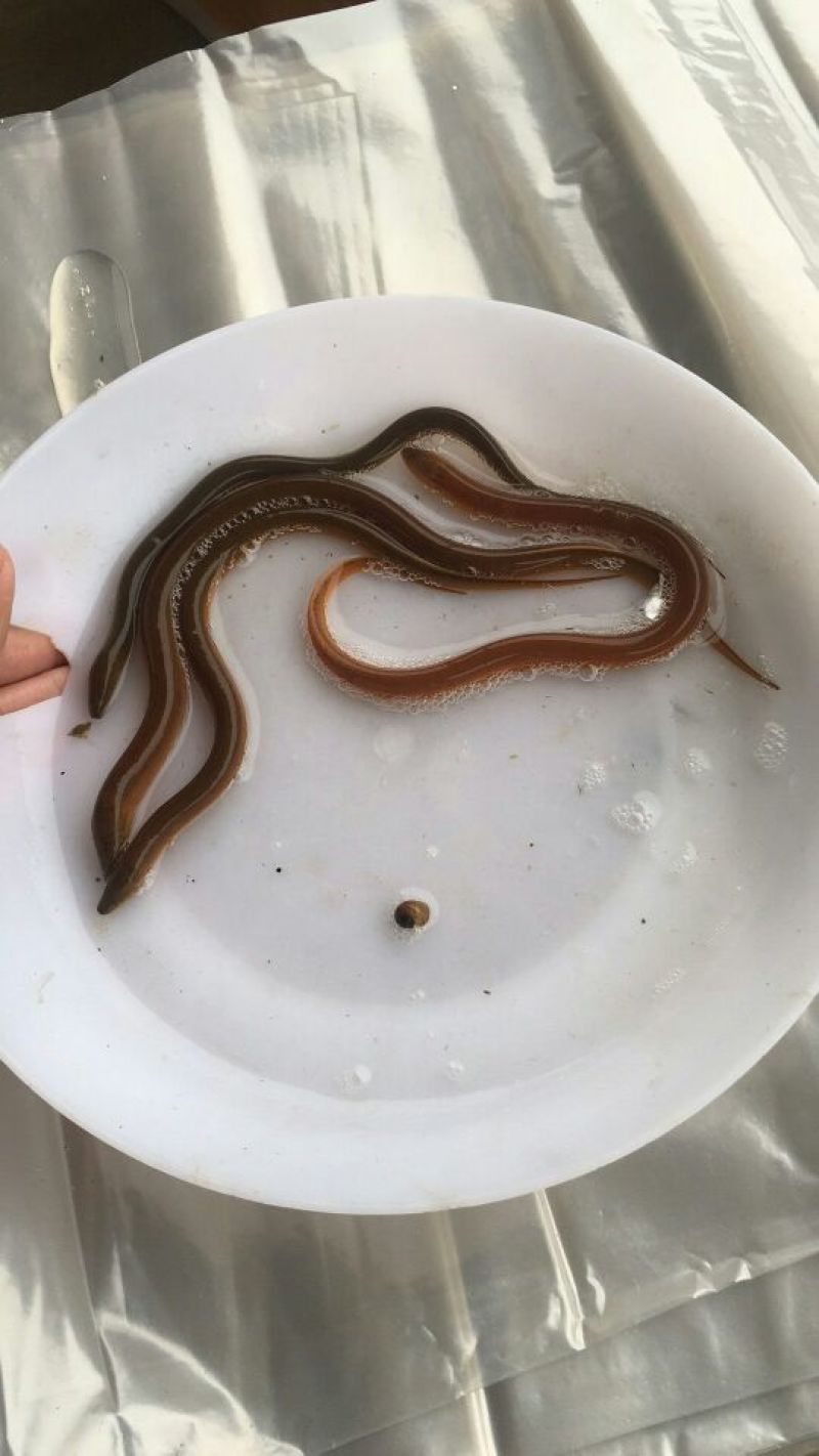 黄鳝苗人工养殖田鳝鱼