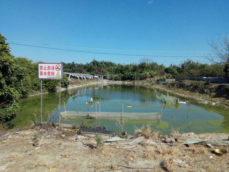 黄鳝苗人工养殖田鳝鱼