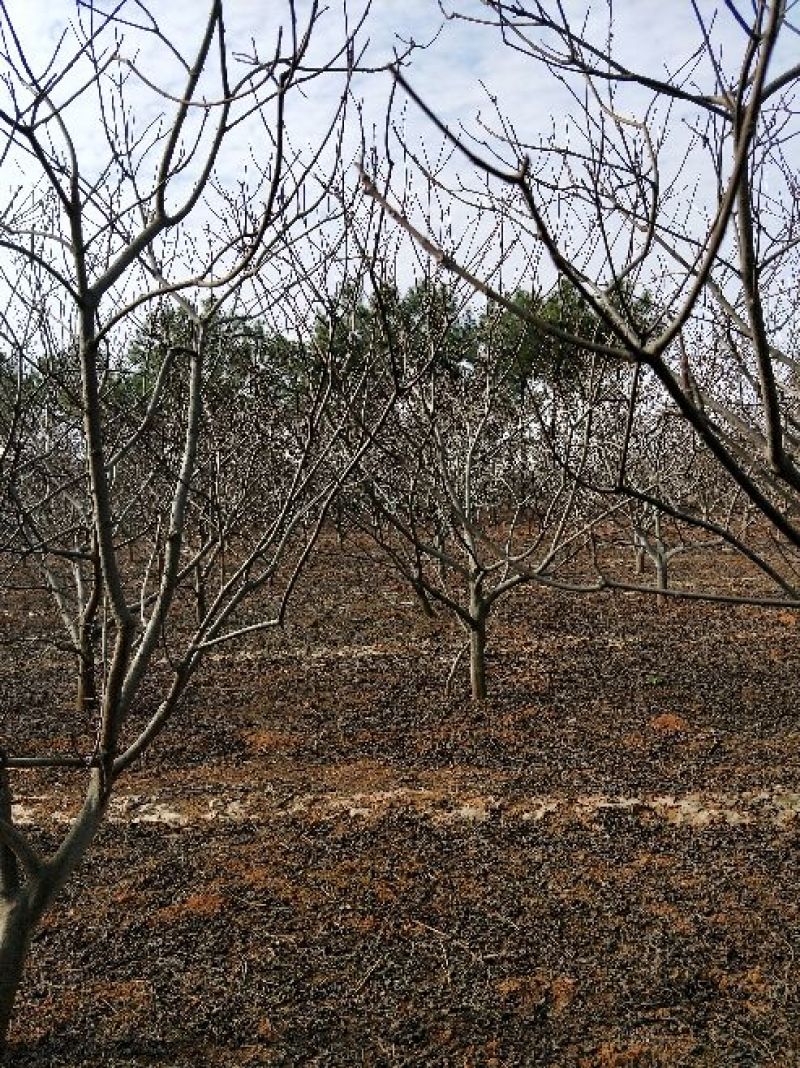 吴茱萸苗吴茱萸大树