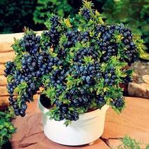 蓝莓苗矮丛蓝莓，兔眼蓝莓芬蒂等30~50cm2年以上