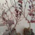 蓝莓苗矮丛蓝莓，兔眼蓝莓芬蒂等30~50cm2年以上