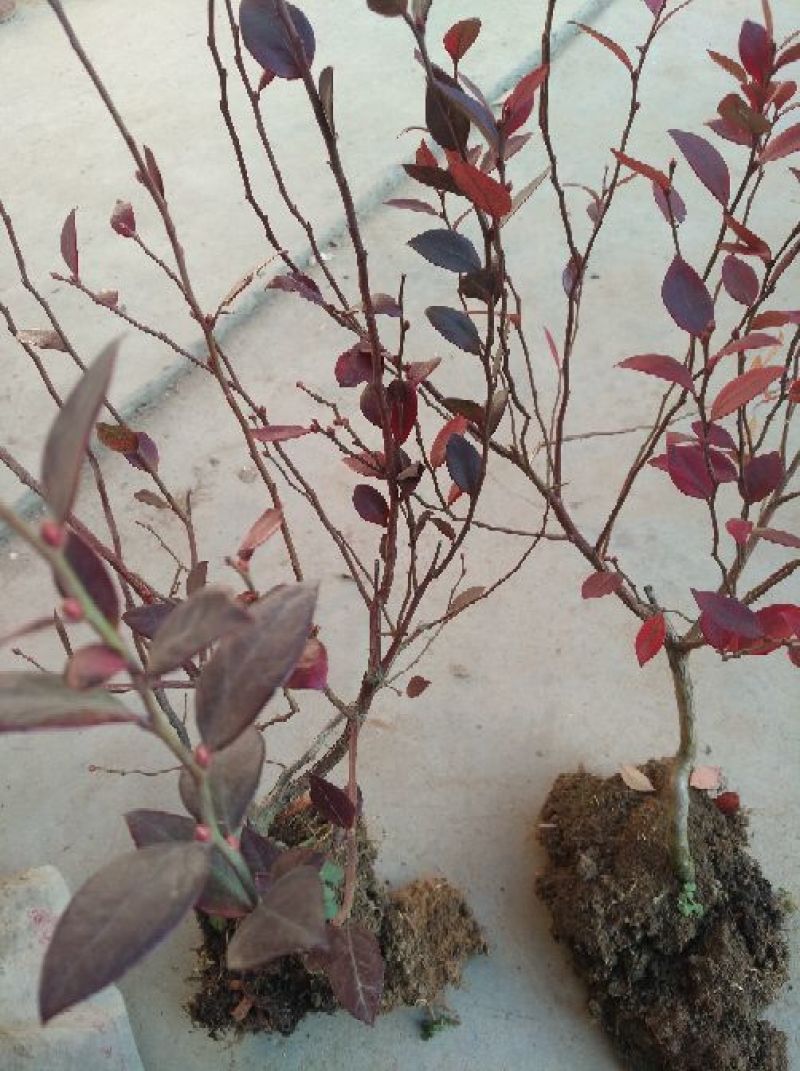 蓝莓苗矮丛蓝莓，兔眼蓝莓芬蒂等30~50cm2年以上