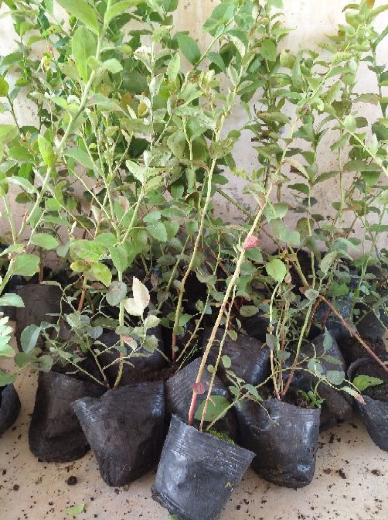 蓝莓苗矮丛蓝莓，兔眼蓝莓芬蒂等30~50cm2年以上