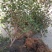 蓝莓苗矮丛蓝莓，兔眼蓝莓芬蒂等30~50cm2年以上