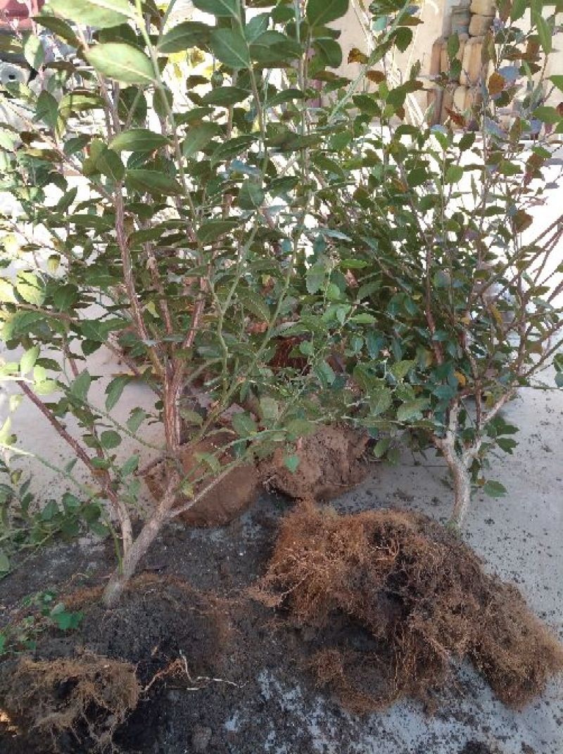 蓝莓苗矮丛蓝莓，兔眼蓝莓芬蒂等30~50cm2年以上