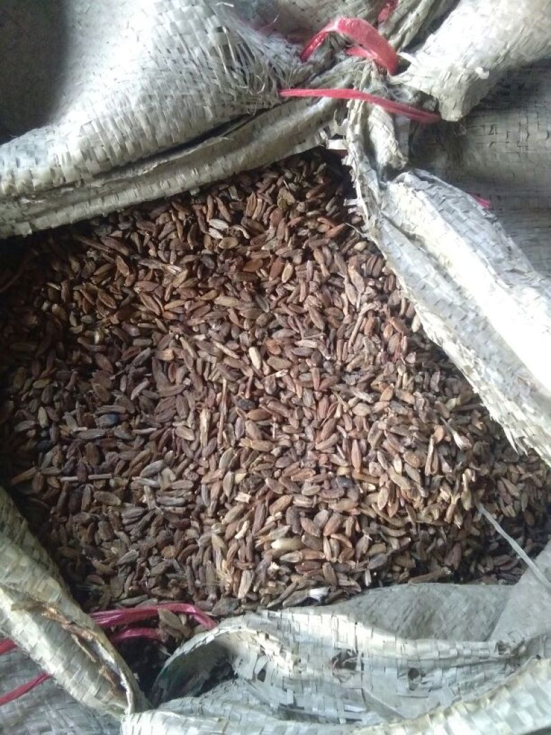 白术25g以上