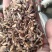 白术25g以上
