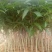 芒果苗1m以下
