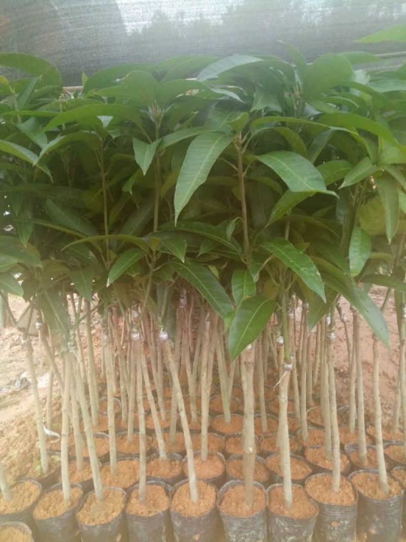 芒果苗1m以下