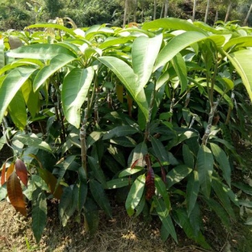 芒果苗1m以下