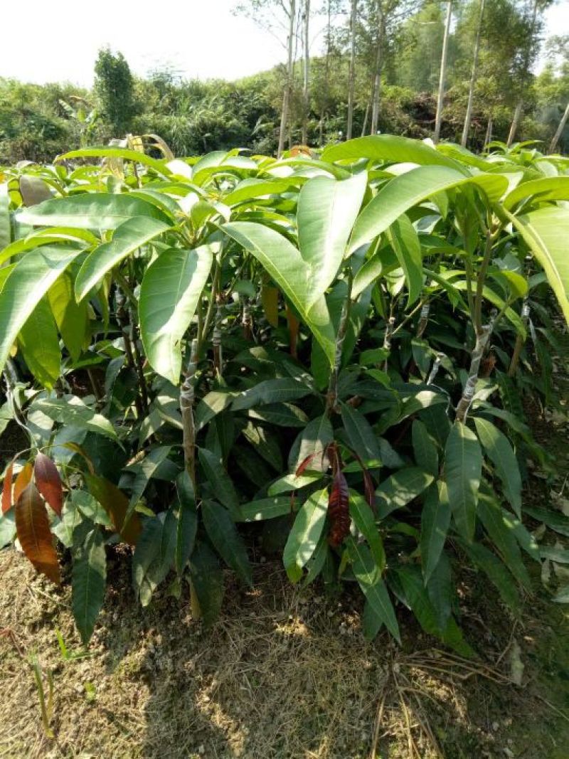 芒果苗1m以下