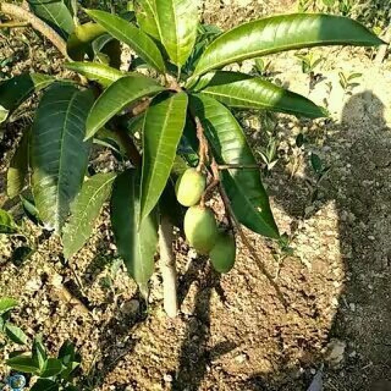 芒果苗1m以下