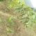 芒果苗1m以下