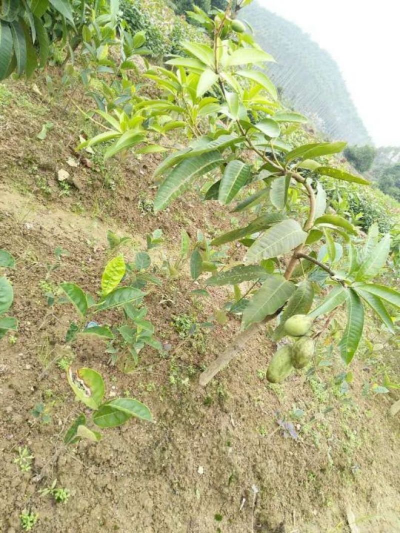 芒果苗1m以下