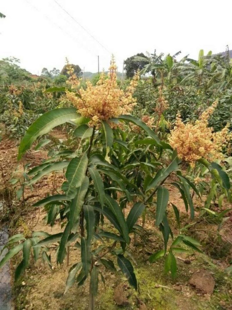 芒果苗1m以下