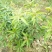芒果苗1m以下