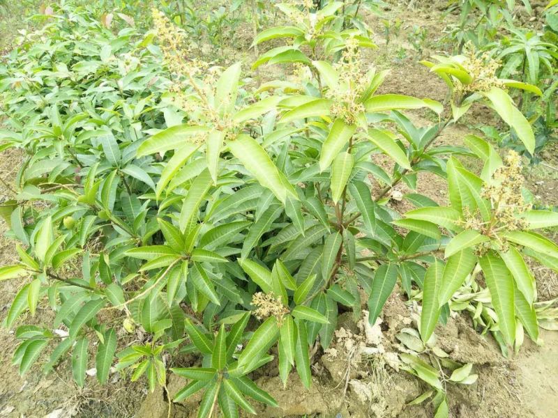 芒果苗1m以下