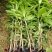 芒果苗1m以下