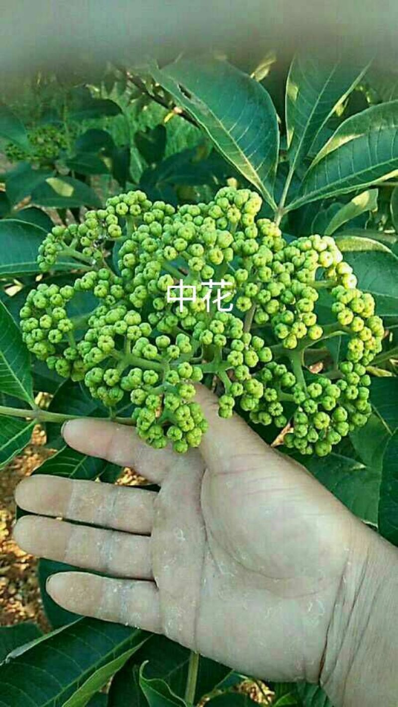 吴茱萸苗50~80cm